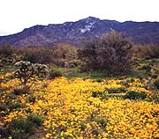 Mexican gold poppy