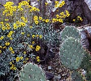 Yellow brittle with prickly pear