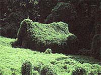 Kudzu