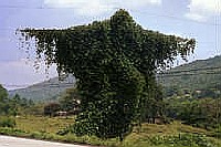 Kudzu