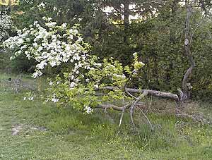 Save This Apple Tree?