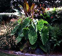 Monocot Border