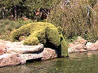 Topiary Bear