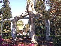 Circus Tree