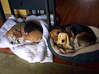 The scene beneath my desk