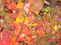 Cotinus