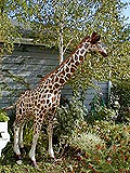 Giant Giraffe