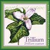 Trillium Magnet