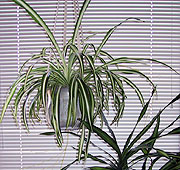 Spider plant