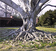 Heart of a Beech