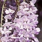 Wisteria