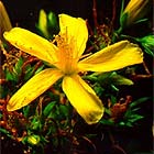 St. Johns Wort