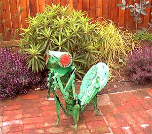 Euphorbia and Hebe