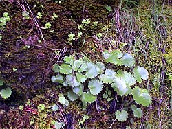 Plants in rock