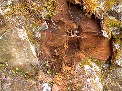 Bare rock
