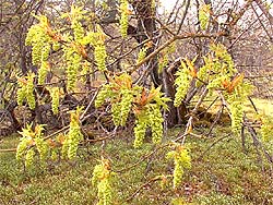 Acer macrophyllum