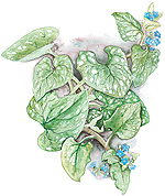 Brunnera