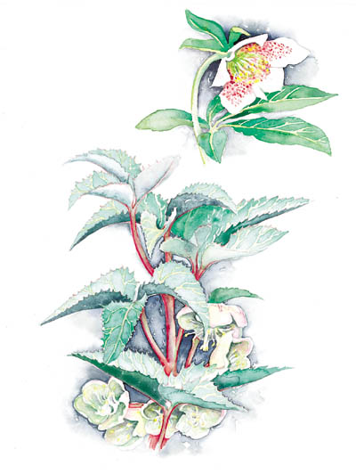 Helleborus