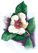 Magnolia