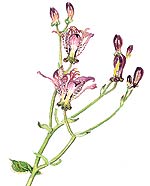 Tricyrtis