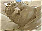 Detail from the cover of 'The Lost Legacy of Ancient Mesopotamia'