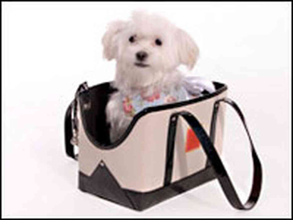Small dog pokes head out of purse. Small dog pokes head out of purse.