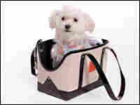 Small dog pokes head out of purse. Small dog pokes head out of purse.