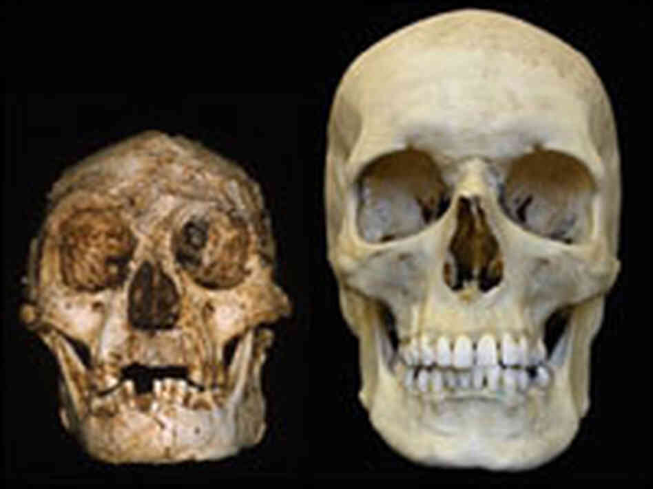 "Hobbit" skull beside a modern human skull. Human skull is much larger. "Hobbit" skull beside a modern human skull. Human skull is much larger.