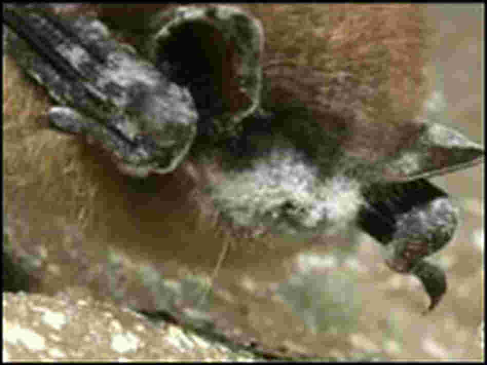 Bat with "white-nose syndrome."