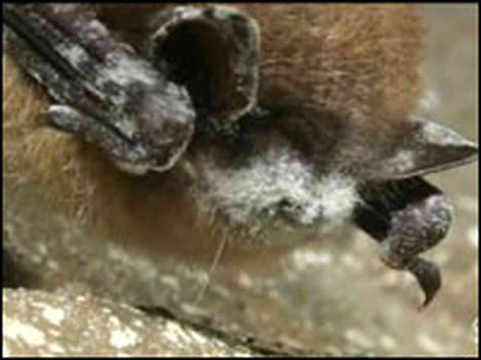 Bat with "white-nose syndrome."