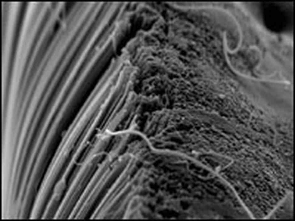 Spaghetti-like structures -- carbon nanotubes viewed under an electron microscope.
