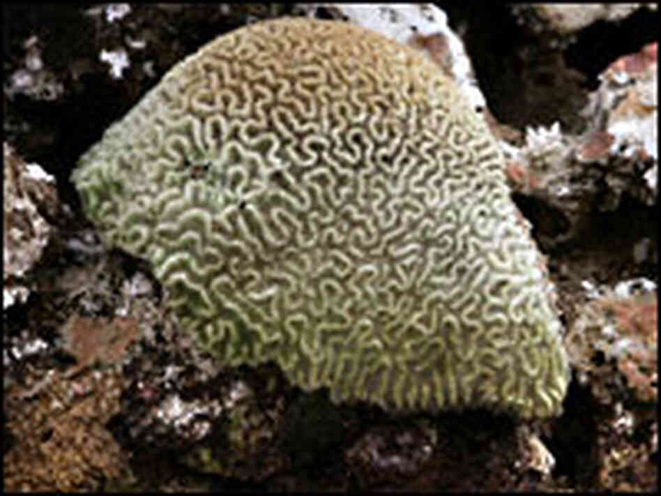 Dying Coral Reef Image Link Dying Coral Reef Image Link
