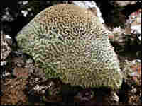 Dying Coral Reef Image Link Dying Coral Reef Image Link