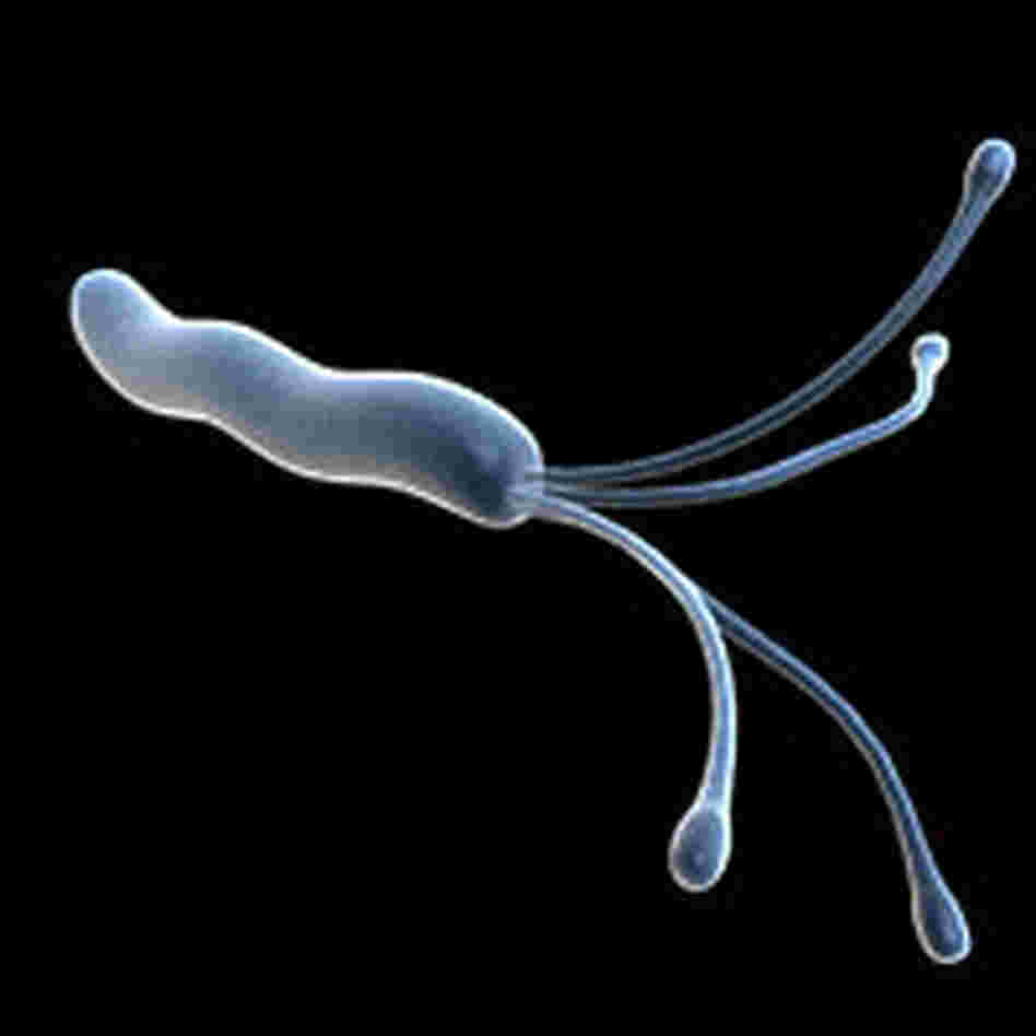 Helicobacter pylori Helicobacter pylori