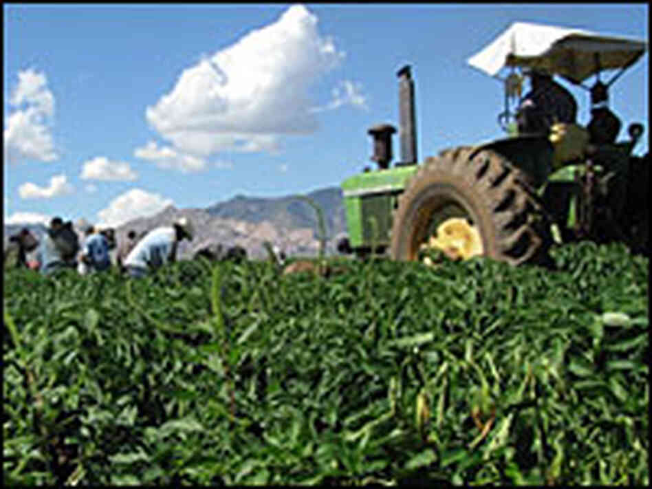 Chile farmers harvest peppers in the fields of the Curry Seed and Chile Company near Tuscon, Ariz. Chile farmers harvest peppers in the fields of the Curry Seed and Chile Company near Tuscon, Ariz.