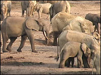 Peter Wrege of the Elephant Listening Project