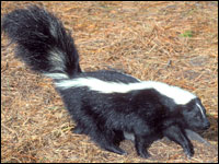 VIDEO: How do you destink a skunk?