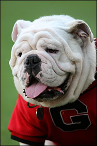 Georgia Bulldogs mascot Uga.