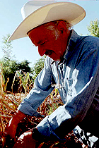 Garlic farmer Chester Aaron at work