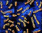 Chromosomes. Credit: Corbis