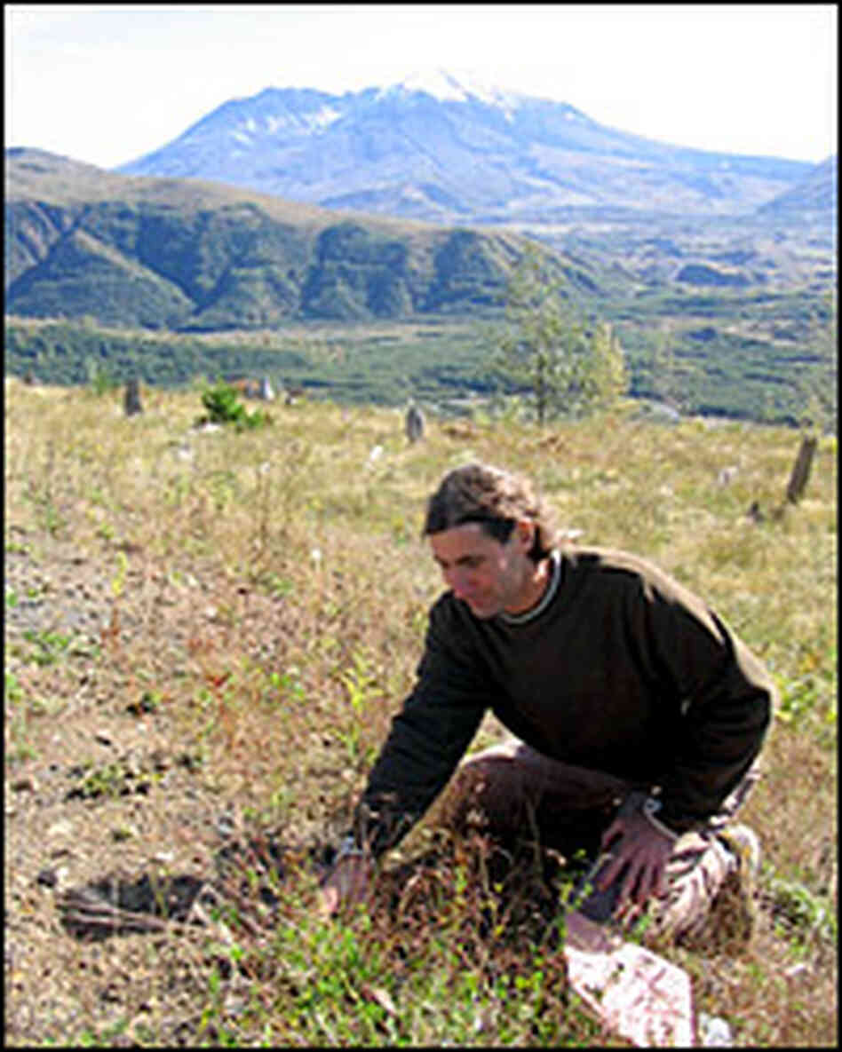 Ecologist Charlie Crisafulli measures plant growth. Howard Berkes, NPR Ecologist Charlie Crisafulli measures plant growth. Howard Berkes, NPR