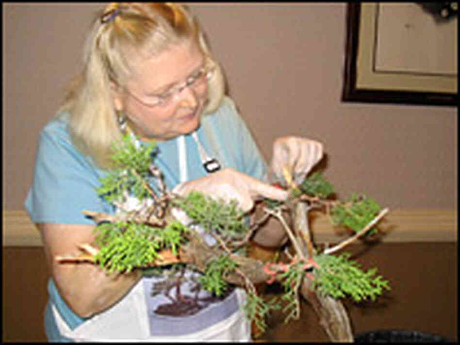 Fay Sharer took part in a workshop on pruning and training bonsai. Fay Sharer took part in a workshop on pruning and training bonsai.