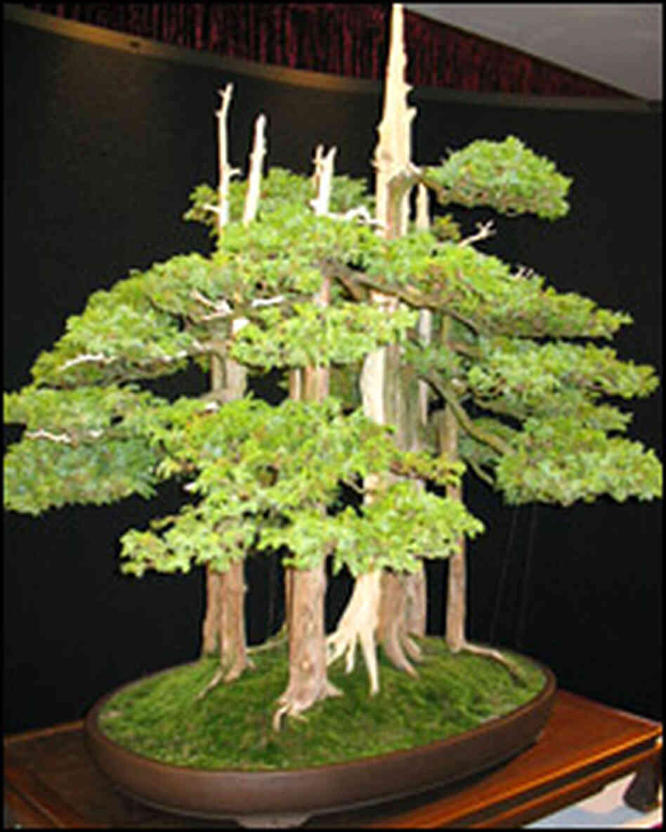 The Goshin Bonsai was begun in 1953 by John Naka. The Goshin Bonsai was begun in 1953 by John Naka.