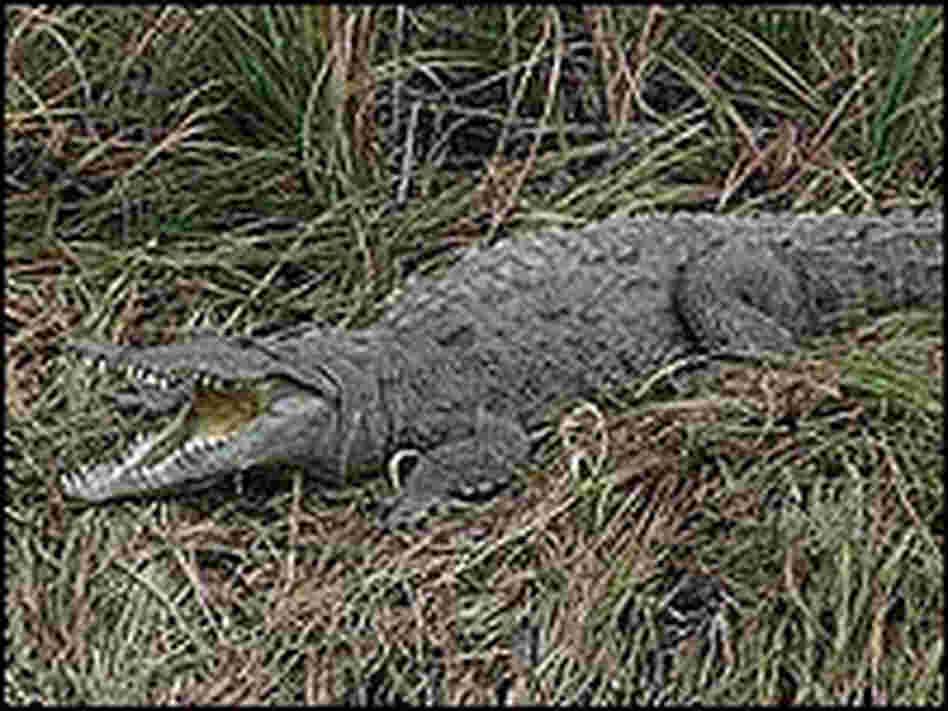 A crocodile blends in with the grasses.