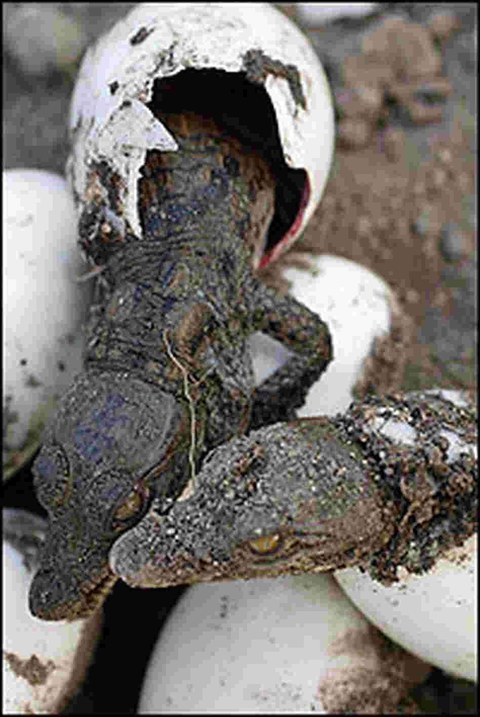 Baby American crocodiles hatch from their shells in Florida.