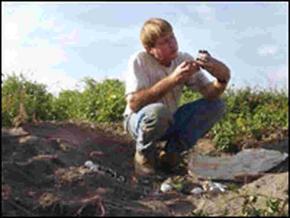 Biologist Joe Wasilewski looks at an American Crocodile hatchling.