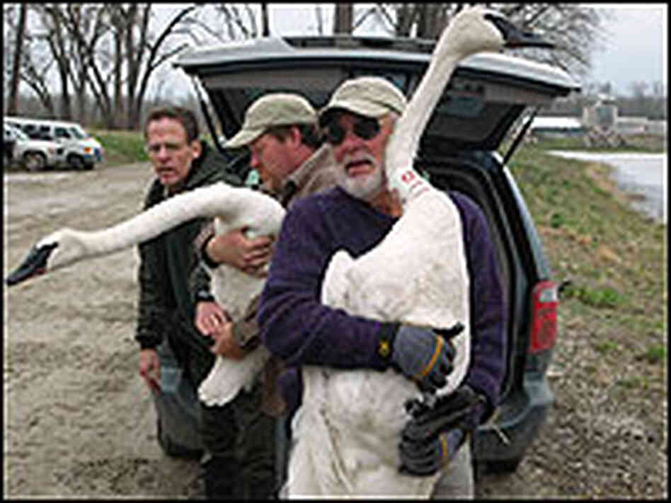 Trumpeter swans are released at the Great Ape Trust Trumpeter swans are released at the Great Ape Trust