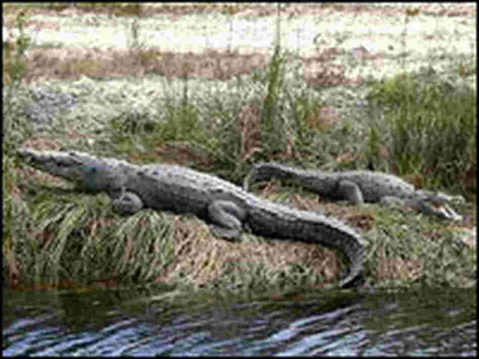 Two crocodiles on the banks of the power plant canals.