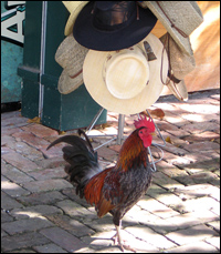 Key West Chicken