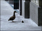 The mother duck waits as, one by one, her ducklings jump from the ledge. The mother duck waits as, one by one, her ducklings jump from the ledge.